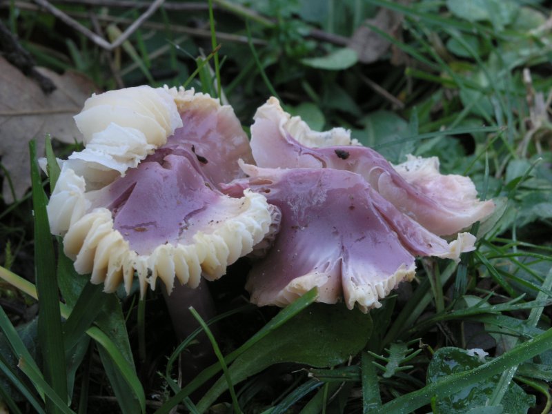Hygrocybe calyptriformis ?